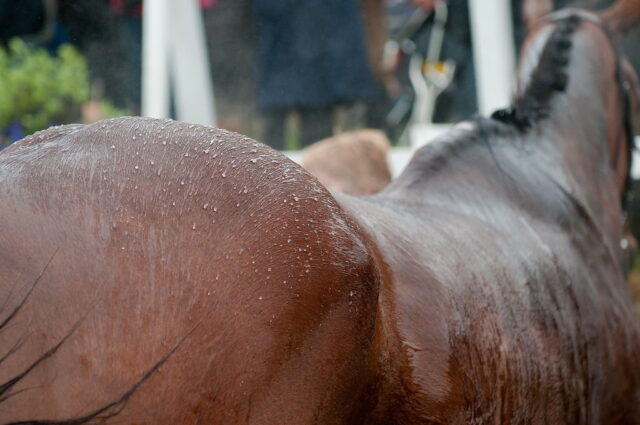 Sweat and water on the back of a racehorse