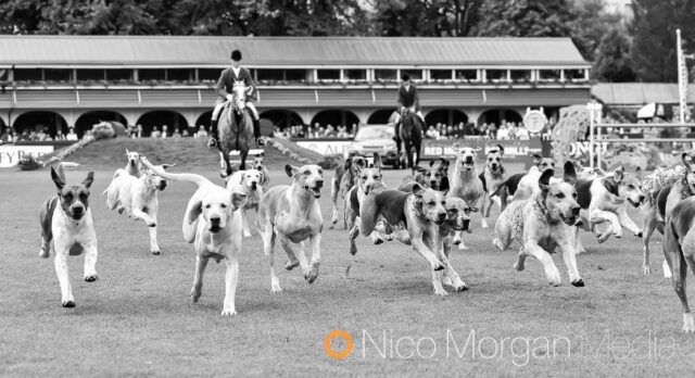 Tipperary Foxhounds parade at RDS Royal Dublin Show