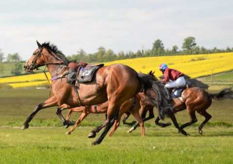 The Fernie Hunt Point to Point - Dingley