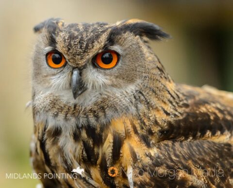 An eagle owl
