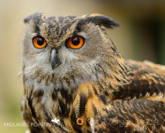 An eagle owl