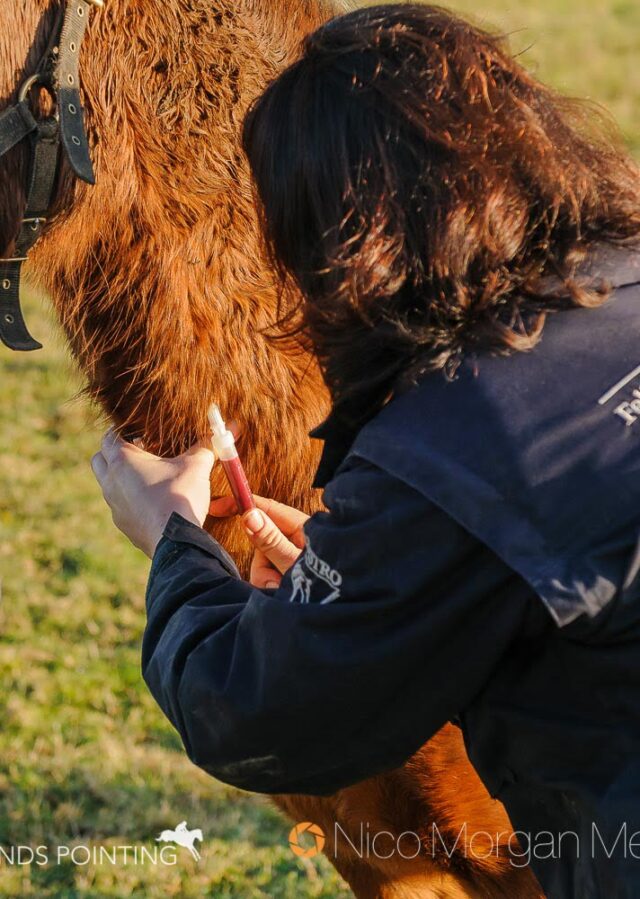 Veterinary taking blood samples from pony in Northamptonshire
