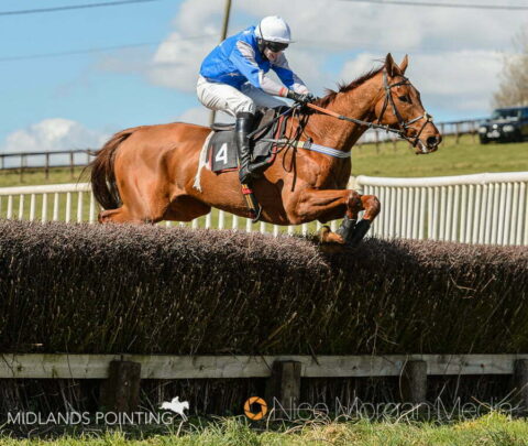 DIPLOMATE SIVOLA (Ben Sutton) - The Pytchley with Woodland at Dingley